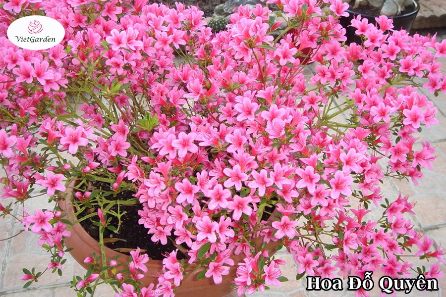 Hoa cây cảnh gì chơi tết - Hoa Đỗ Quyên