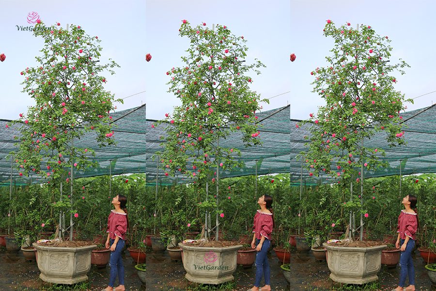 Hoa hồng cổ Việt Nam chơi tết