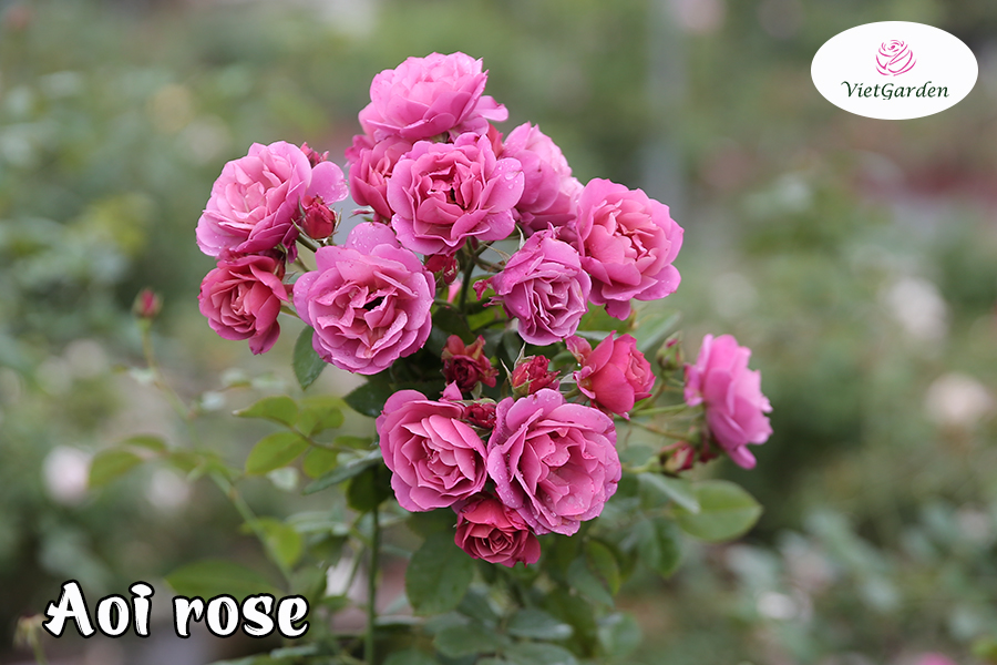 Hoa hồng ngoại chơi tết