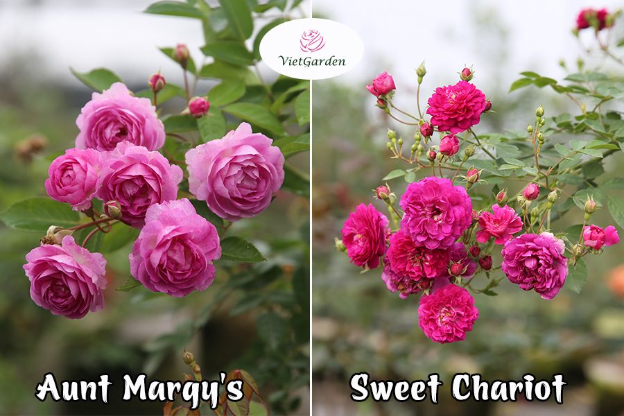 Hoa hồng ngoại chơi tết