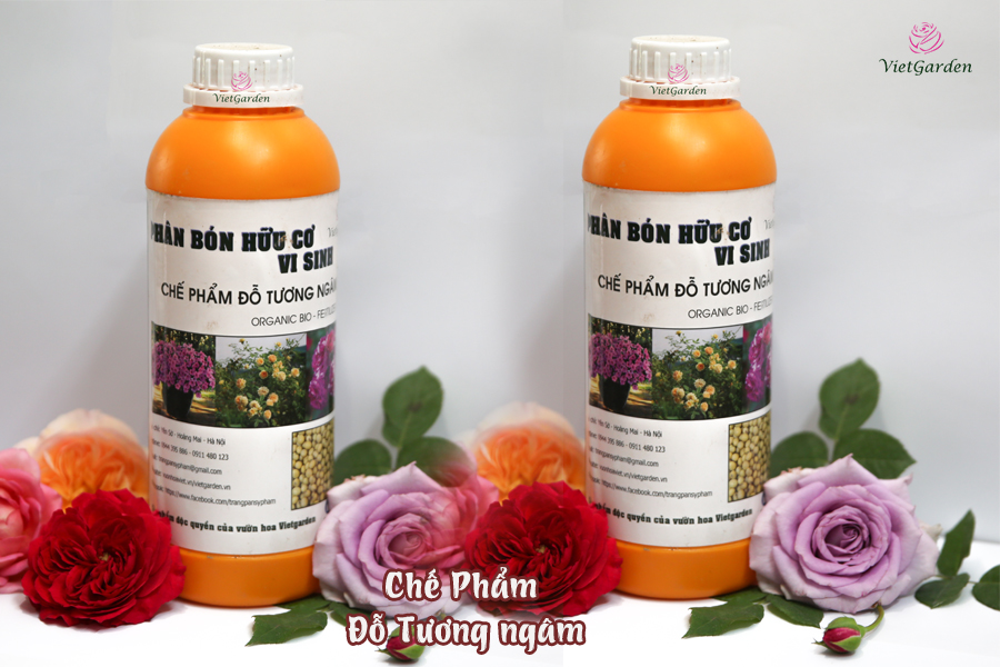 Hoa hồng ngoại chơi tết