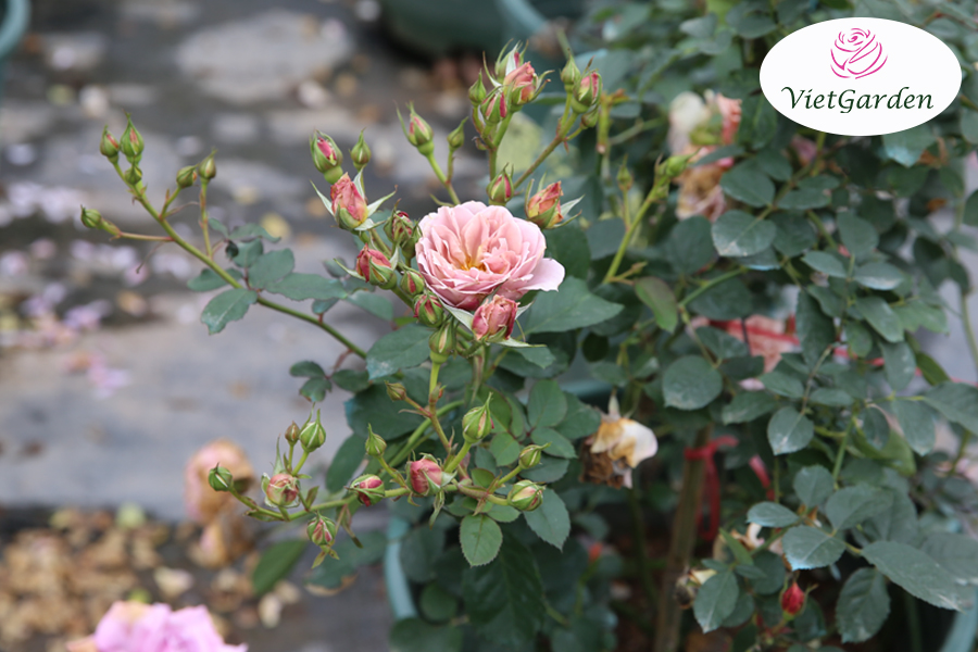 Hoa hồng ngoại chơi tết