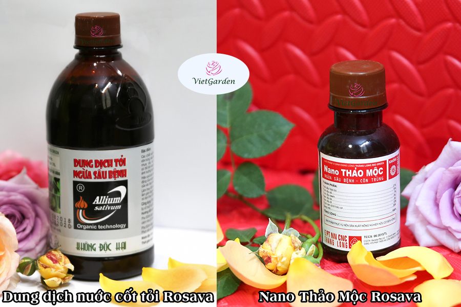 Hoa hồng ngoại chơi tết