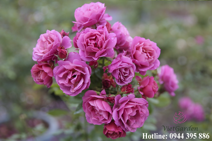 Phân bón đậu tương