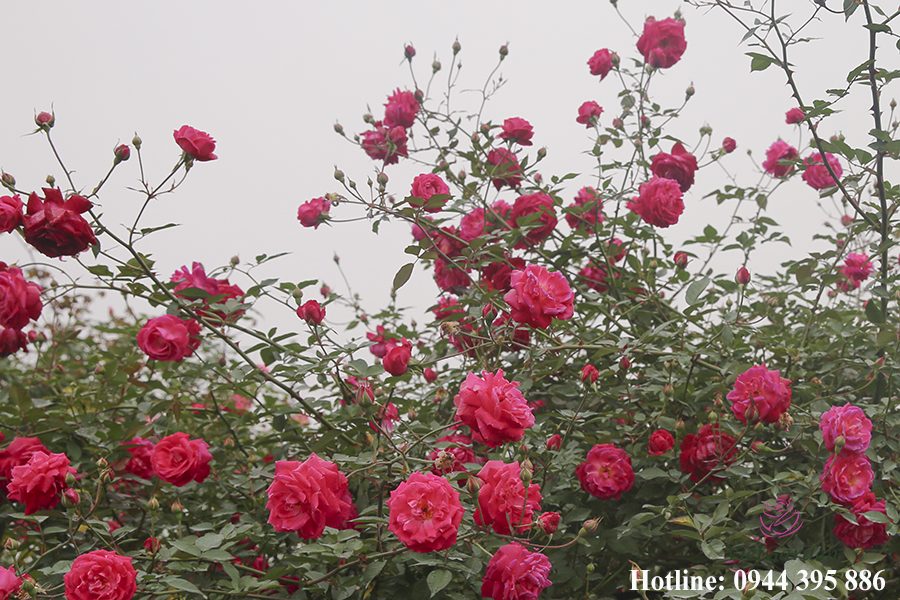 Phân bón đậu tương