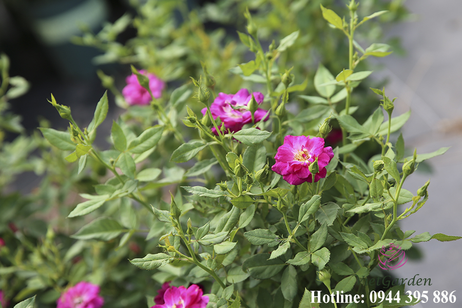 Phân bón đậu tương