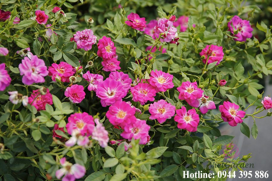 Phân bón đậu tương cho hoa hồng