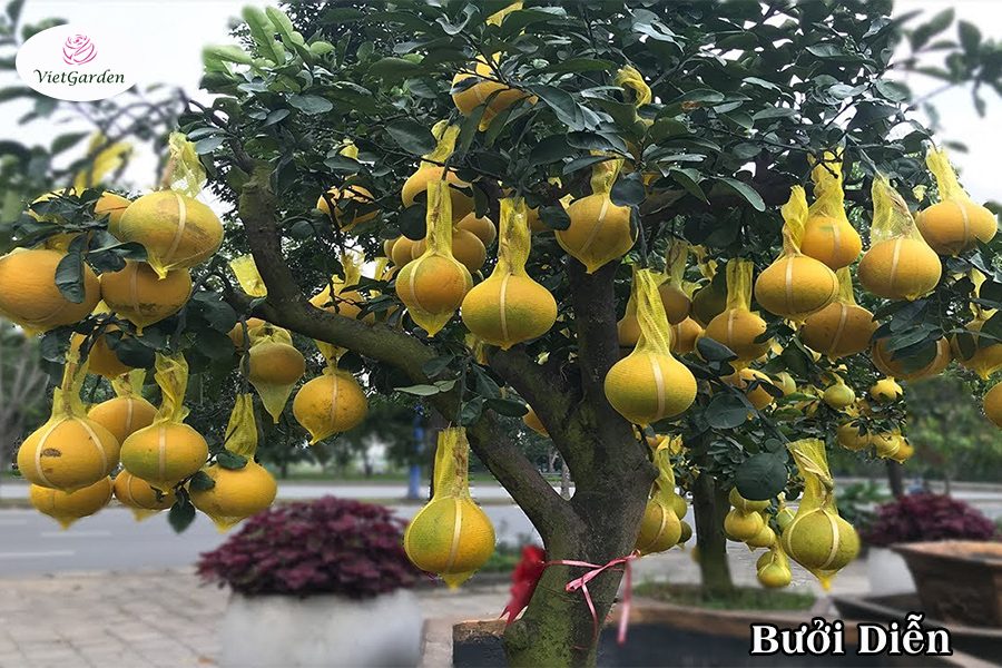 Xu hướng chơi hoa tết - Bưởi cảnh