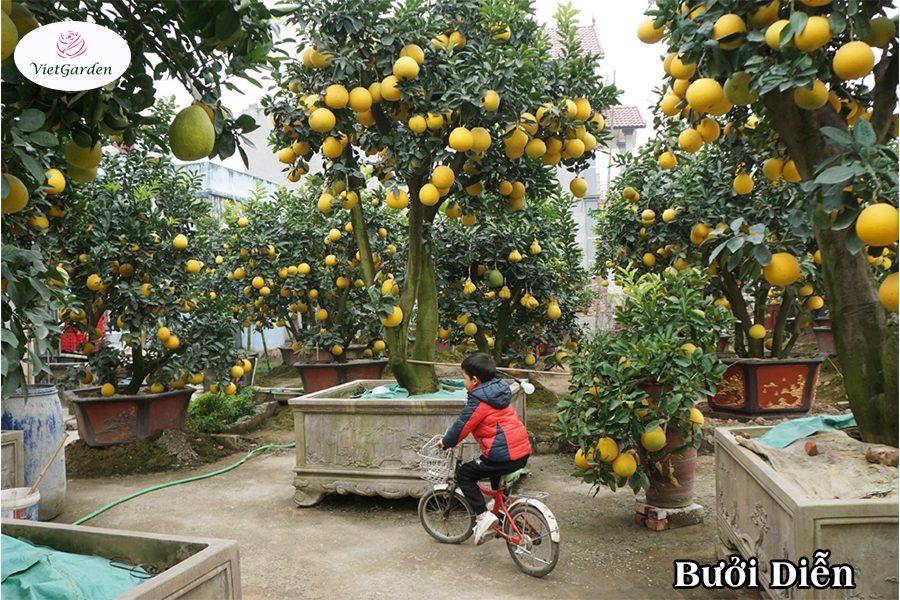 Xu hướng chơi hoa tết - Bưởi cảnh