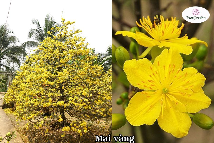Xu hướng chơi hoa tết - Hoa Mai vàng