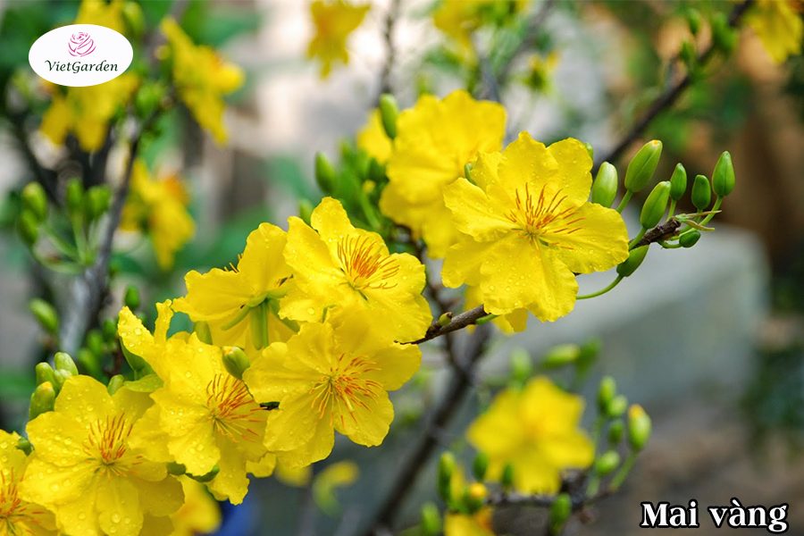 Xu hướng chơi hoa tết - Hoa Mai vàng