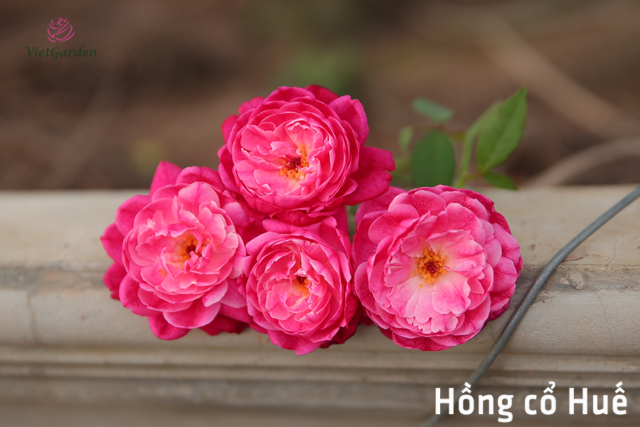 Xu hướng chơi hoa tết - Hoa hồng cổ