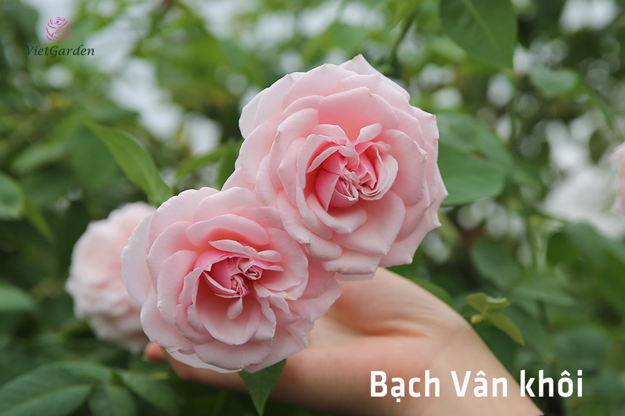 Xu hướng chơi hoa tết - Hoa hồng cổ