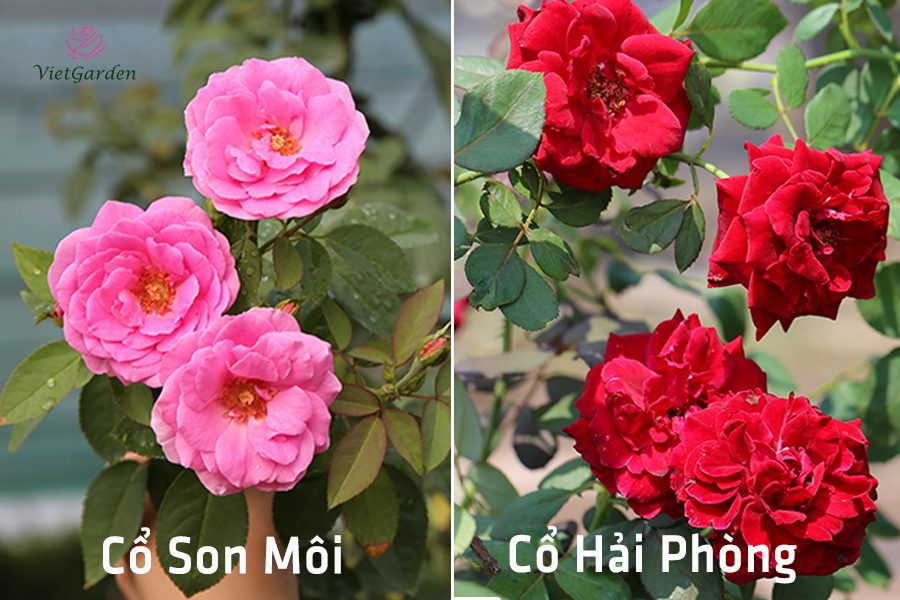 Xu hướng chơi hoa tết - Hoa hồng cổ