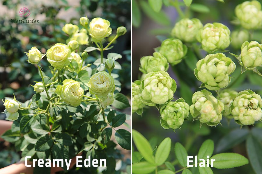 Xu hướng chơi hoa tết - Hoa hồng ngoại màu xanh