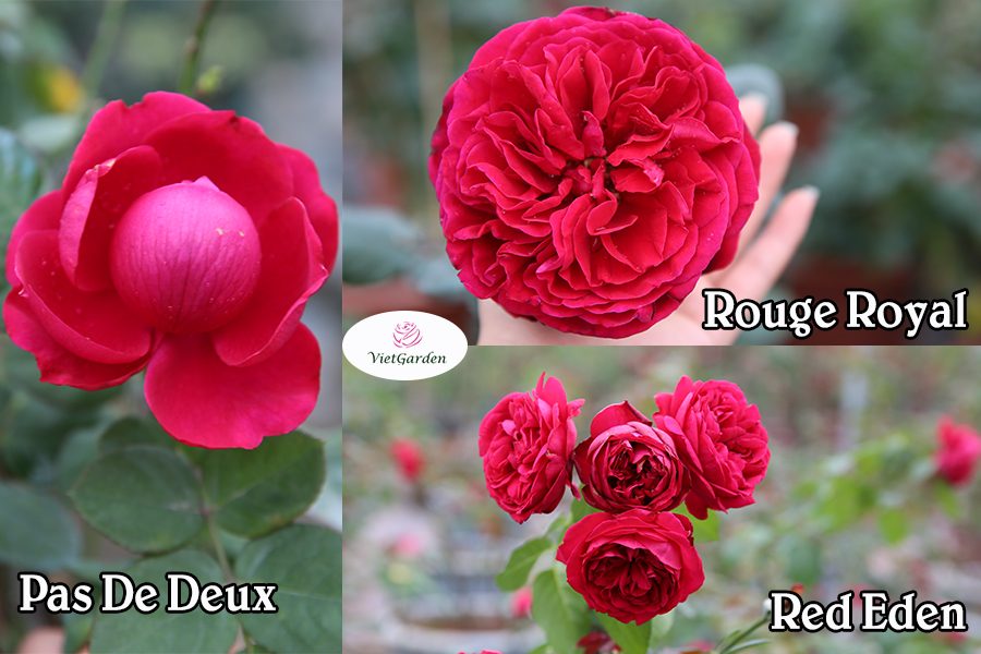 Xu hướng chơi hoa tết - Hoa hồng ngoại màu đỏ