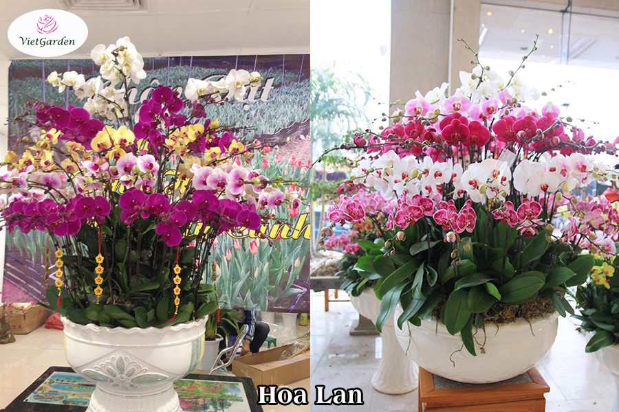 Xu hướng chơi hoa tết - Hoa lan