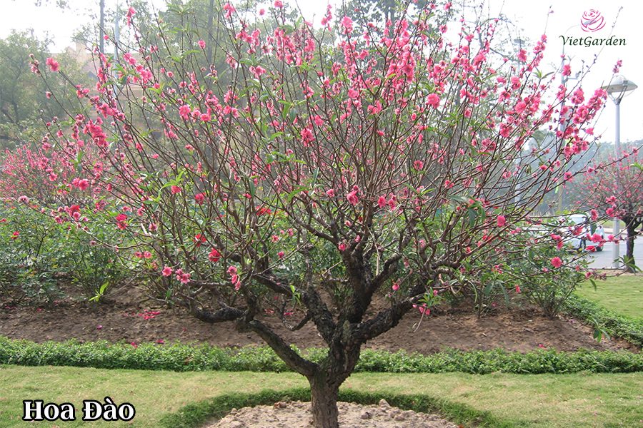 Xu hướng chơi hoa tết - Hoa Đào