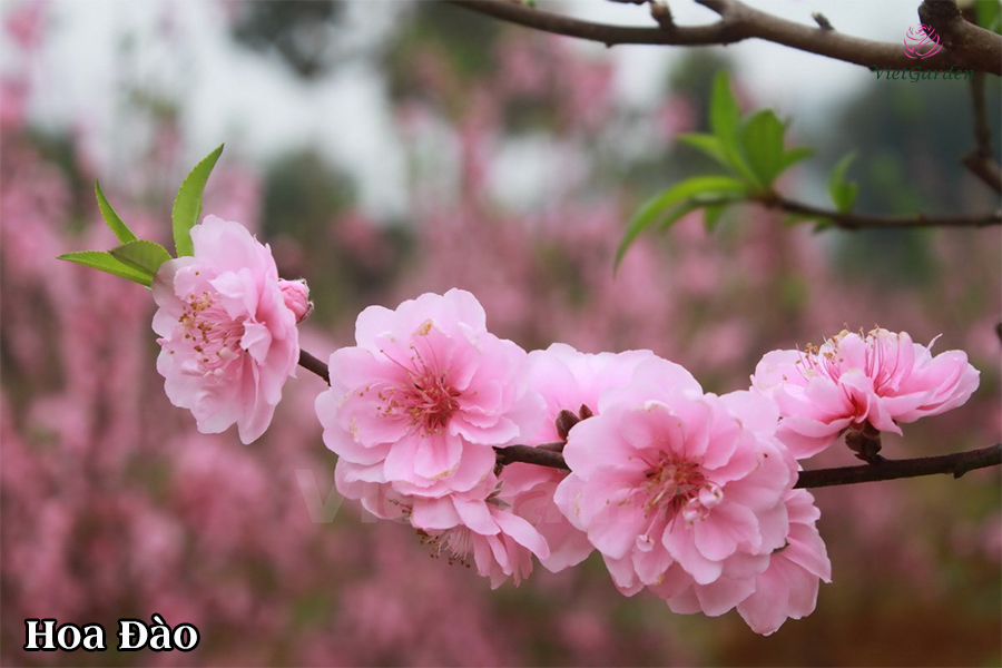 Xu hướng chơi hoa tết - Hoa Đào