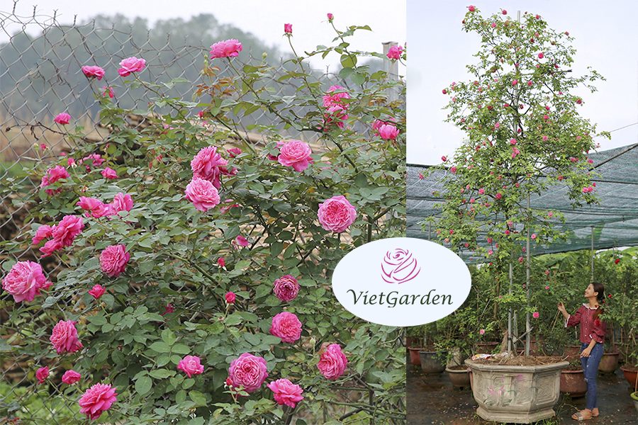 Xu hướng chơi hoa tết - Hồng cổ Sapa 