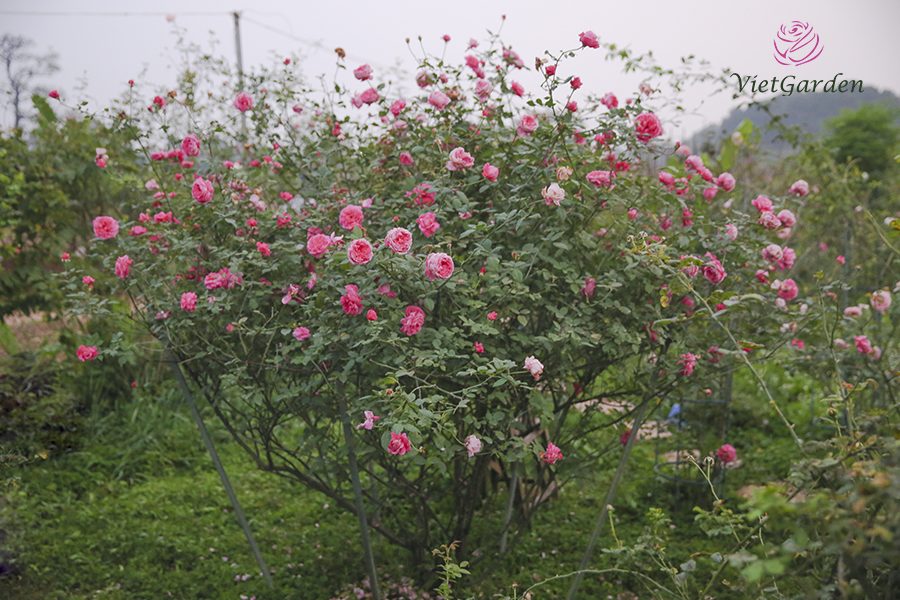 Xu hướng chơi hoa tết - Hồng cổ Sapa