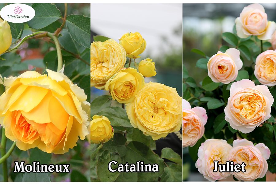 Xu hướng chơi hoa tết - Hồng ngoại màu vàng