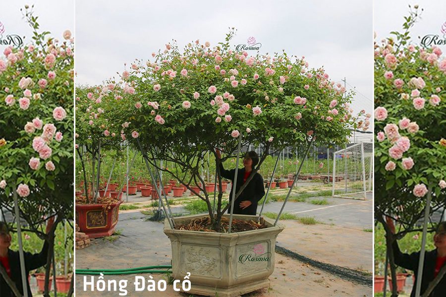 Xu hướng chơi hoa tết - Hồng Đào cổ