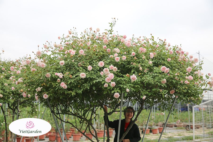 Xu hướng chơi hoa tết - Hồng Đào cổ