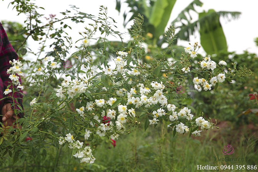 chế phẩm sinh học TBG chứa vi sinh vật có lợi cho cây trồng