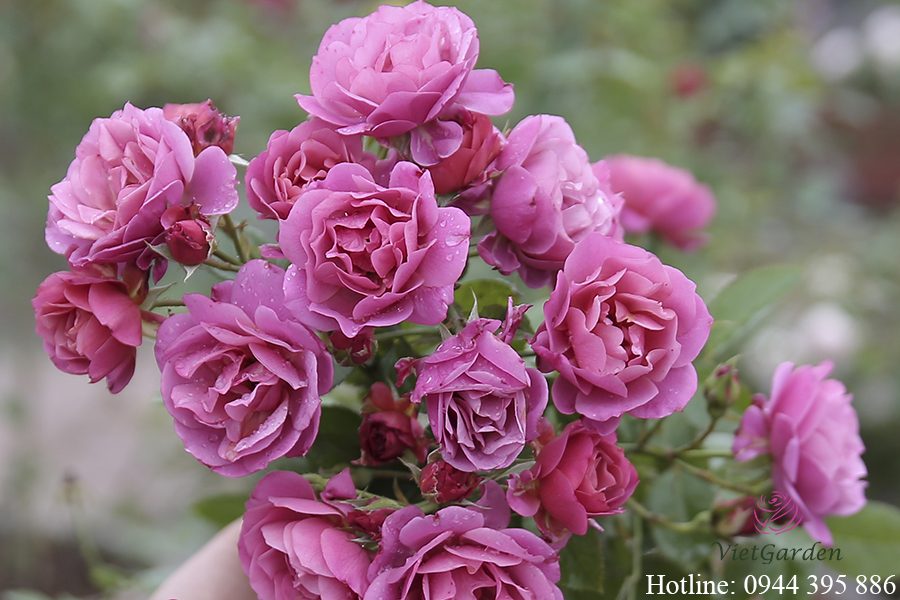 chế phẩm sinh học TBG chứa vi sinh vật có lợi cho cây trồng