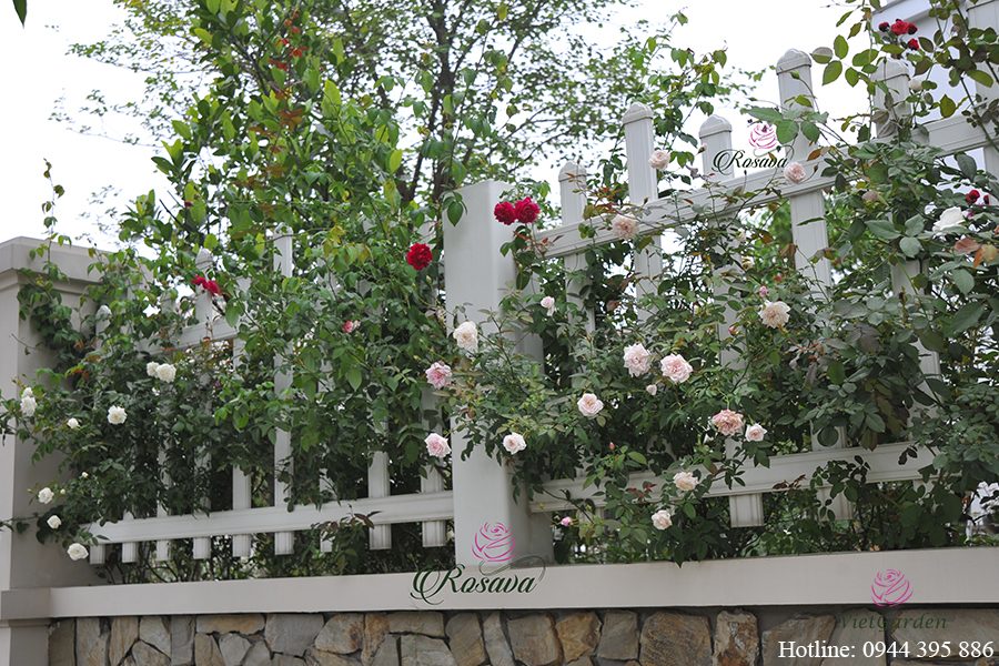 chế phẩm sinh học TBG chứa vi sinh vật có lợi cho cây trồng