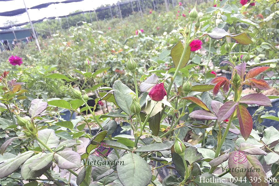 chế phẩm sinh học TBG chứa vi sinh vật có lợi cho cây trồng