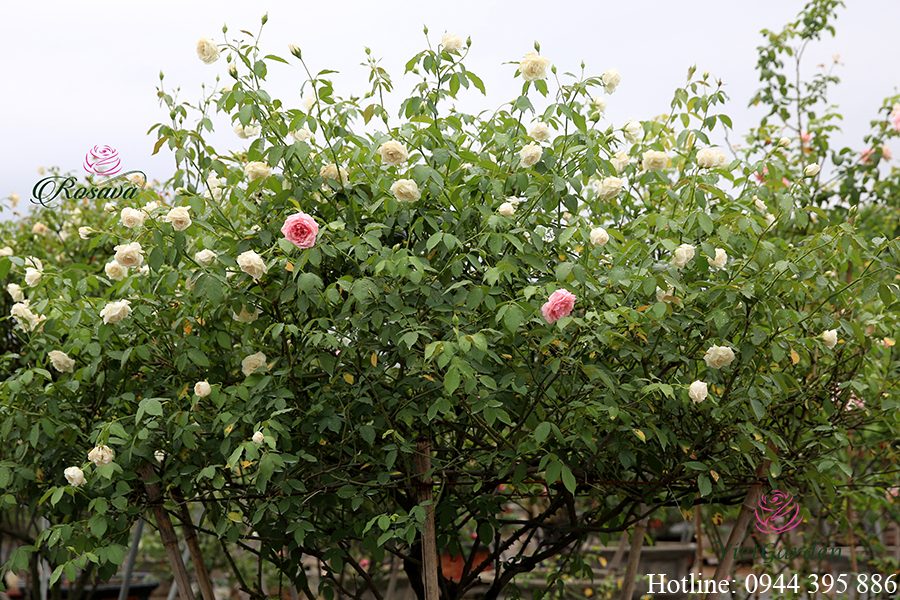 chế phẩm sinh học TBG chứa vi sinh vật có lợi cho cây trồng