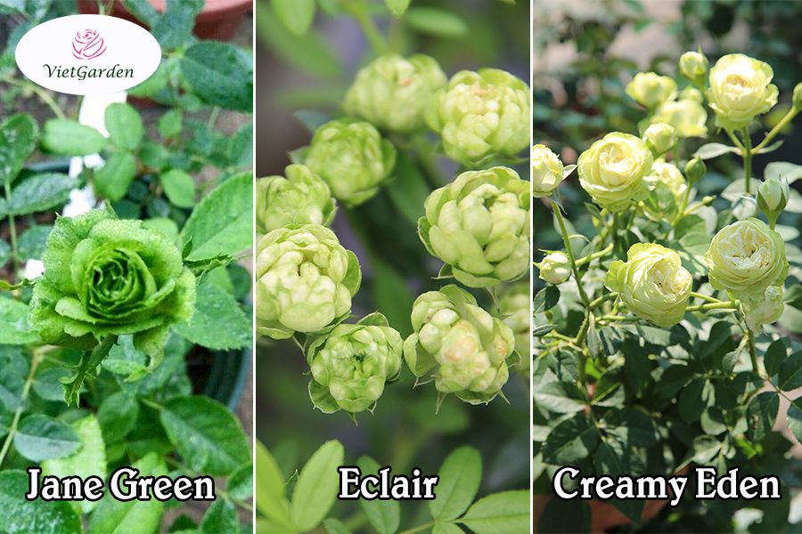 hoa hồng ngoại chơi Tết