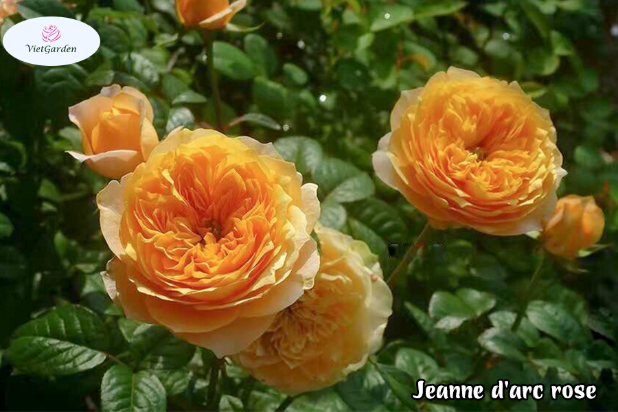 hoa hồng ngoại chơi Tết