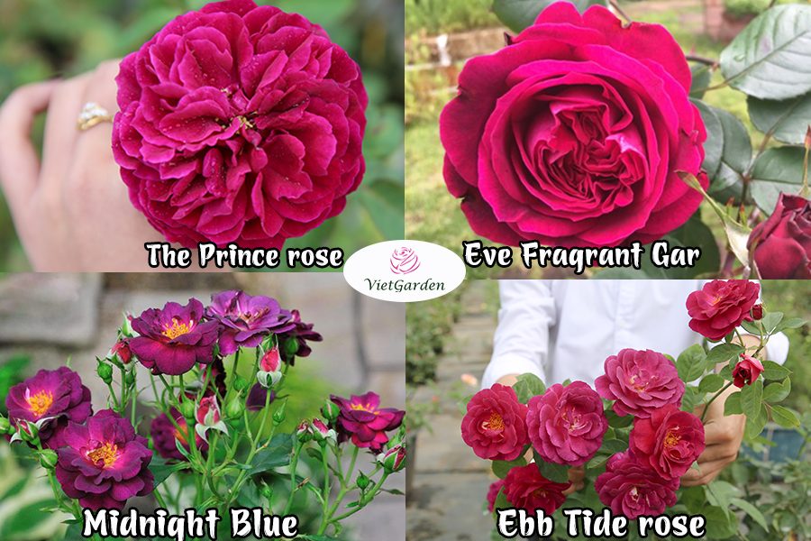 hoa hồng ngoại chơi Tết