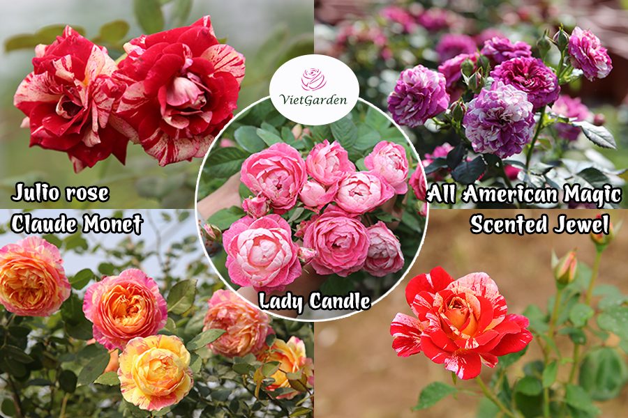 hoa hồng ngoại chơi Tết