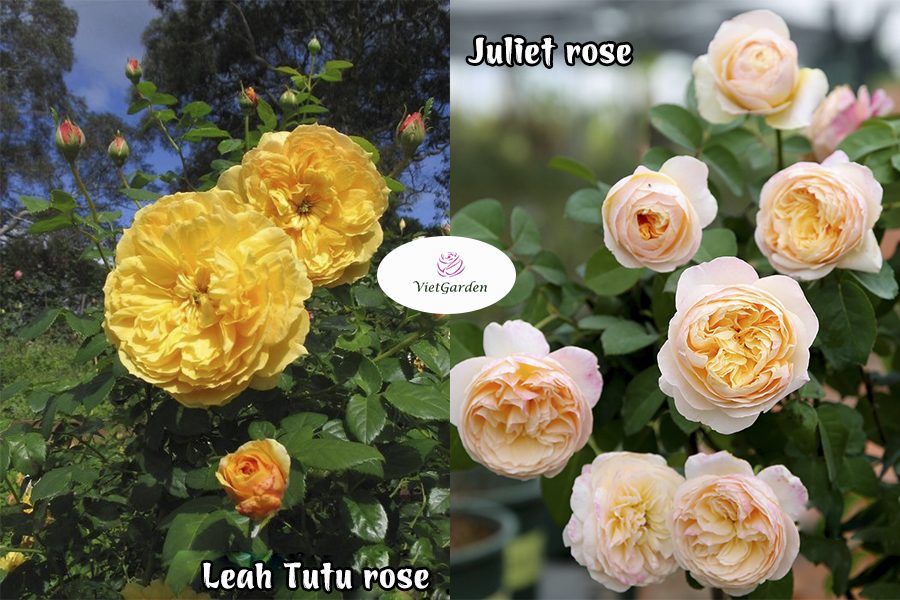 hoa hồng ngoại chơi Tết