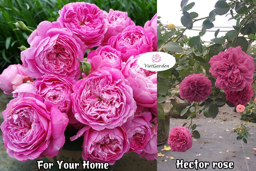 hoa hồng ngoại chơi Tết