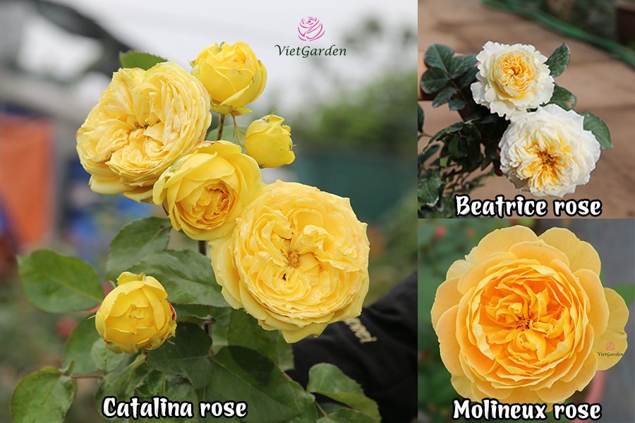 hoa hồng ngoại chơi Tết