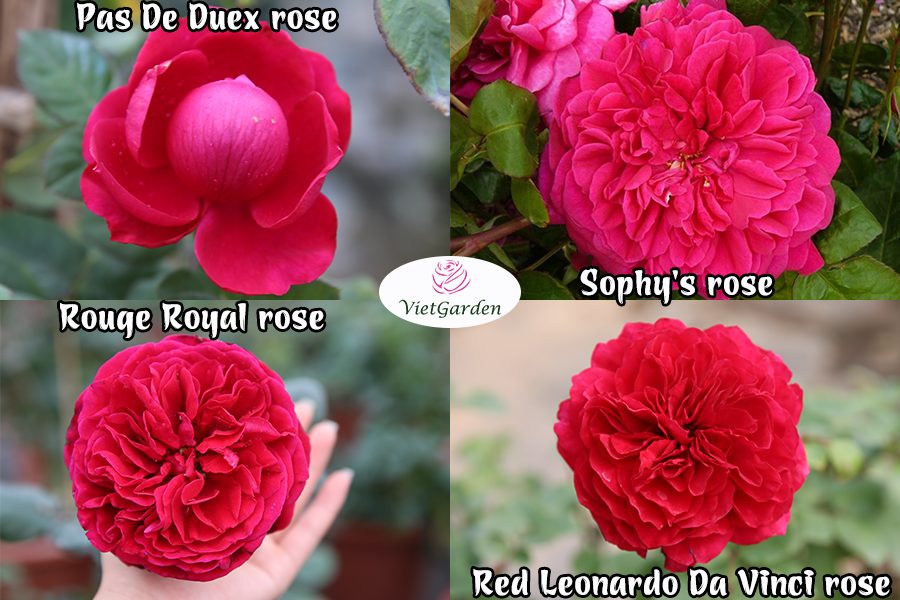 hoa hồng ngoại chơi Tết