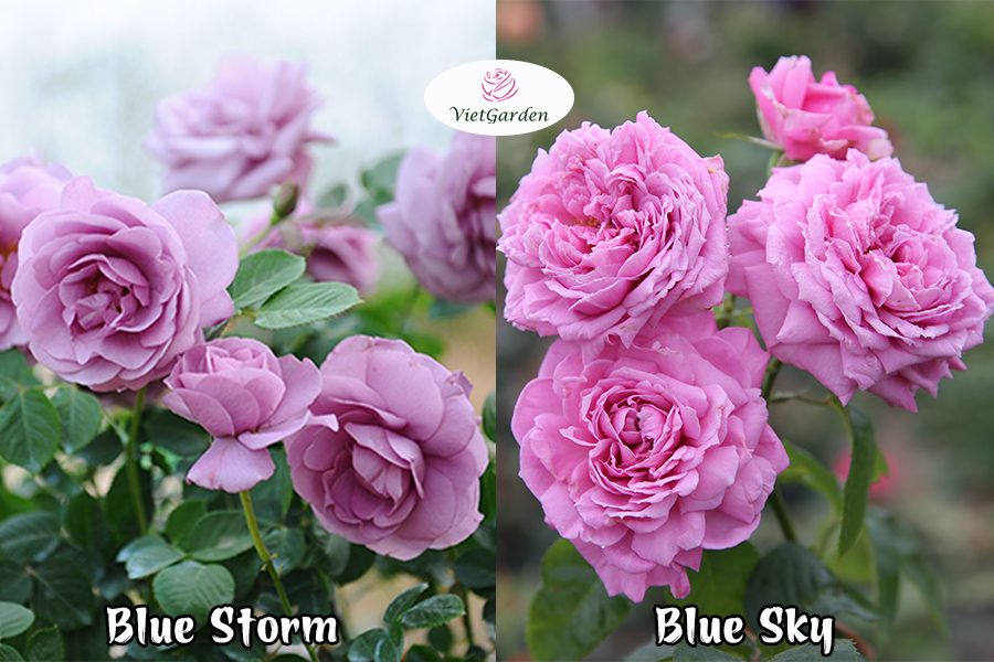 hoa hồng ngoại chơi Tết