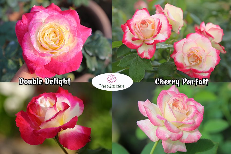 hoa hồng ngoại chơi Tết