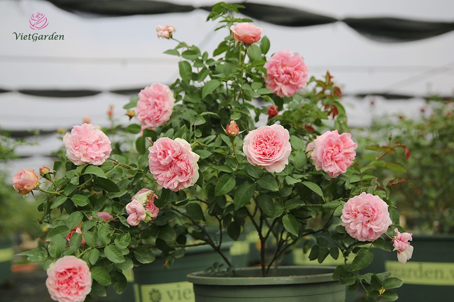 hoa hồng ngoại chơi Tết - Miranda rose