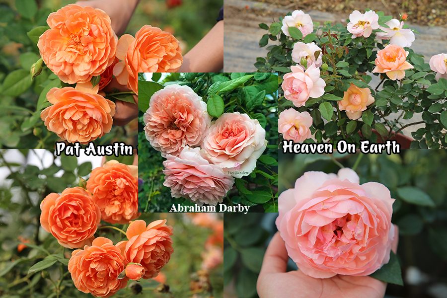 hoa hồng ngoại chơi Tết.