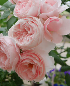 Hoa hồng leo Pháp