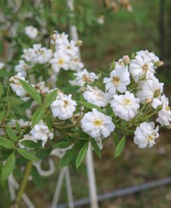 Hoa hồng leo tuyệt đẹp