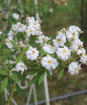 Hoa hồng leo tuyệt đẹp