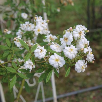 Hoa hồng leo tuyệt đẹp