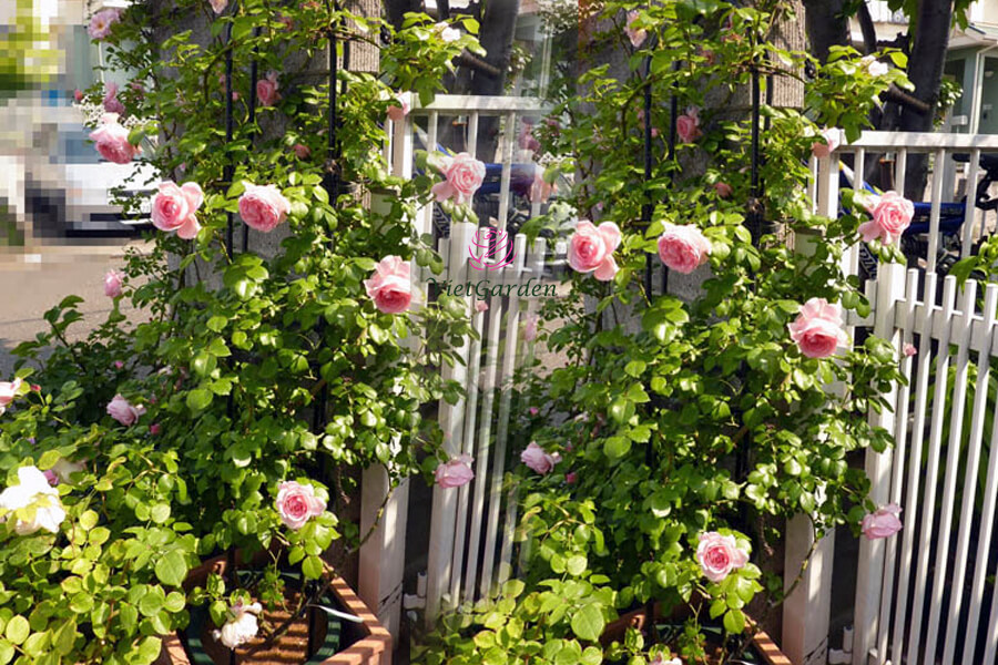 Cách chăm sóc hoa hồng